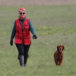 Лисицина Елена - @irish_red_setter_petra_perry - Instagram