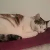 petrasauer68 - @petrasauer68 - TikTok