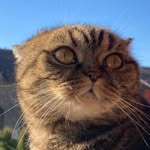 Petra 🦄 - @petra_scottishfold - Instagram