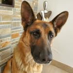 @petra_german_shepherd - Instagram
