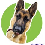 Petra German Shepherd - @petralaovejera - Instagram