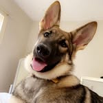 petra - @petra.the.shepherd - Instagram