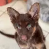 PETRA - @petra_german_shepherd - TikTok