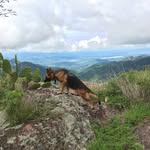 Petra The German Shepherd - @petrathegs - Instagram