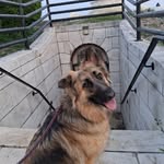 Petra, the German Shepherd Dog. - @petra_the_gsd - Instagram