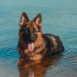Petra The Shepherd - @petra_the_shepherd - Instagram