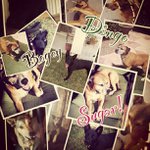 @petrashieldsqp - Instagram