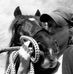 Petra Tywysog Silver - Facebook