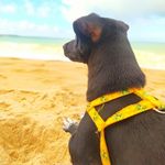 P E T R A 🐕❤ - @small_dog_petra - Instagram