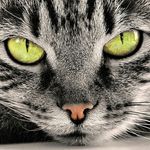 Кристи Fox - @petra_snow - Instagram