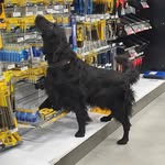 Petra Stark - @petraochstarkmedhund - Instagram