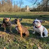 Petra Šuber - @khali_rok_spot_frenchies - TikTok