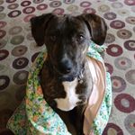 Petra Tanner - @pdb_tanner - Instagram