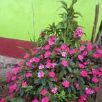 Petra Thomas - Facebook
