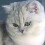 Petrina Brown - @posh_pet_british - Instagram