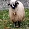 Petru Popa Voilean - @petru.popa.voilean - TikTok