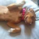 Petula Rose, formally Angus - @petula.rubmybelly - Instagram