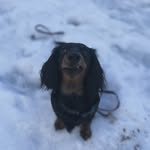 Rose Petula Tollefsen - @rose_petula - Instagram
