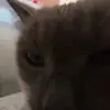 Peyton Arnold - @peyton_3546 - TikTok