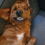 Peyton Baum - @zebobross - Instagram