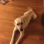 Peyton Bower - @hfxbower1 - Instagram