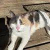 peyton bowers - @peyton.bowers - TikTok