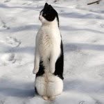 Peyton & Casey - @penguins_n_cats - Instagram