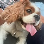 Peyton - @peyton.the.cavalier - Instagram