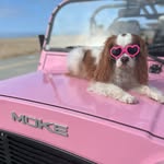 Peyton The Cavalier - @peytonthecav - Instagram
