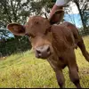 Peyton Collins - @peyton.c1331 - TikTok