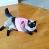 Peyton Englehardt - @peytonenglehardt - TikTok