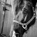Peyton Foster - Facebook