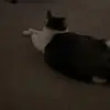peyton and francis💞🐈‍⬛ - @peytonandfrancis - TikTok