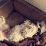peppa - @peytonfraser_ - Instagram