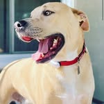 @peyto_ngamble - Instagram