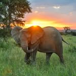 Peyton 🐘 - @peytonhauser0 - Instagram