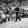 Peyton Herrick - @herricksprimeclublambs - TikTok