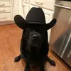 Peyton Hogan - @pahhogan - TikTok