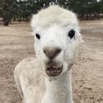 PJ - @peytonlawsonhutton - Instagram