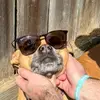 Peyton Massie - @peytonmassie2017 - TikTok