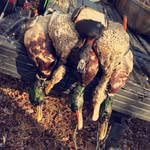 Peyton Mcguire - @peytonmcguire12 - Instagram