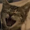 peyton - @peytelmo - TikTok