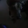 Peyton Moses - @peytonmoses1102 - TikTok