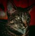 Peyton Mosher - Facebook
