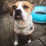 Peyton Payne - @peytonpaynethepup - Instagram