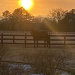 Peyton Richardson - @peyton.aqha - Instagram