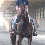 Peyton Simmons - @royalreining - Instagram