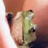 Peyton welsh - @peytonwelsh - TikTok