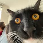 Pha Mao Félixette Raoul Régis XVIe du nom ⚜️ - @mao_le_technochat - Instagram