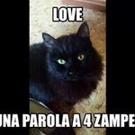 Phaedra Martino - @martinophaedra - Instagram